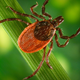 A female Ixodes pacificus tick, one of the two primary species that spread Lyme disease in the United States. Lyme is caused by the bacteria Borrelia burgdorferi.